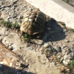 Turle in the middle of Gjakova